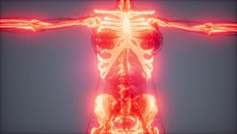 Transparenter-Menschlicher-Körper-Mit-Sichtbaren-Knochen